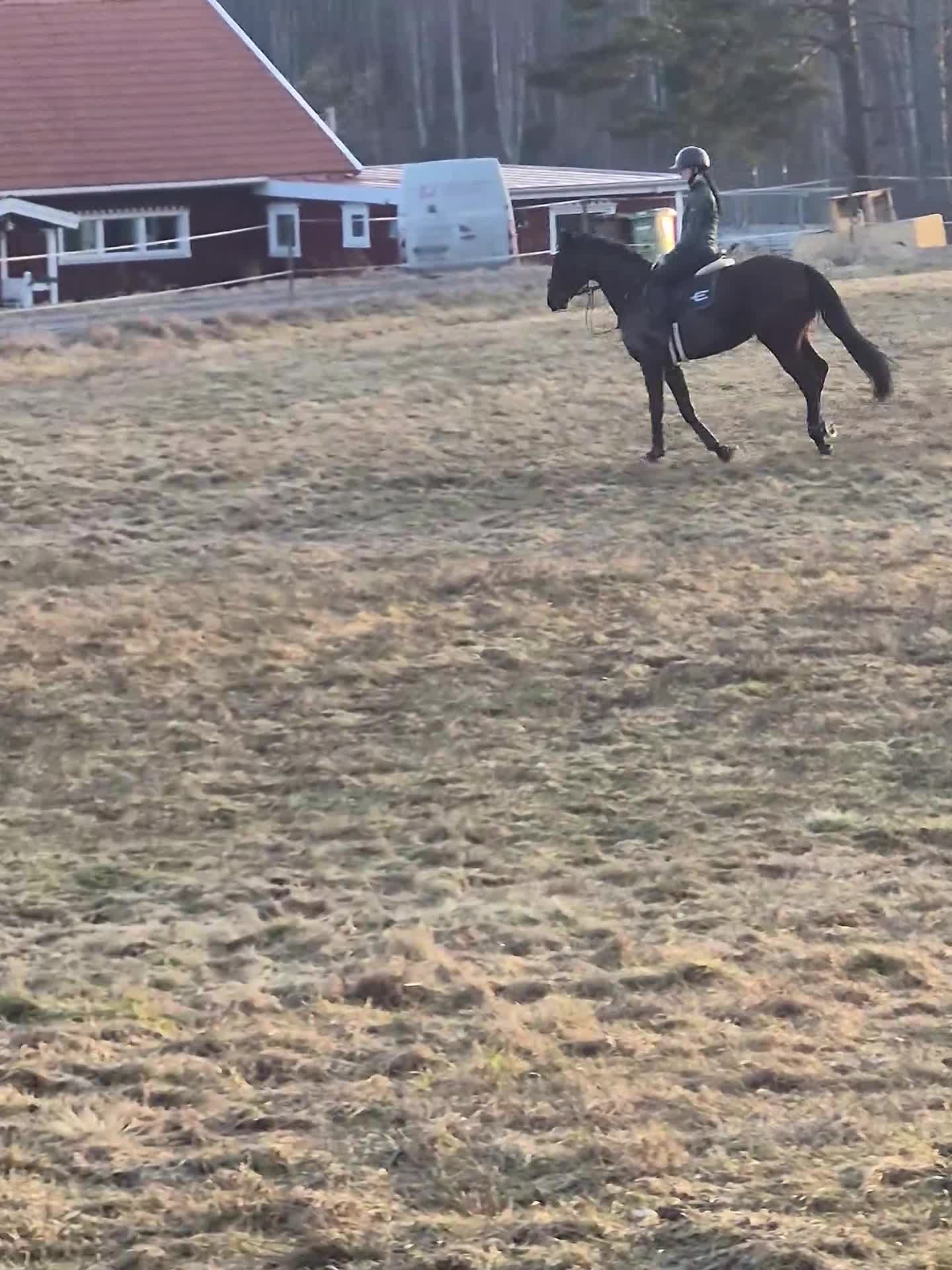 Allround hästar till salu: Allround sto. - Video 1