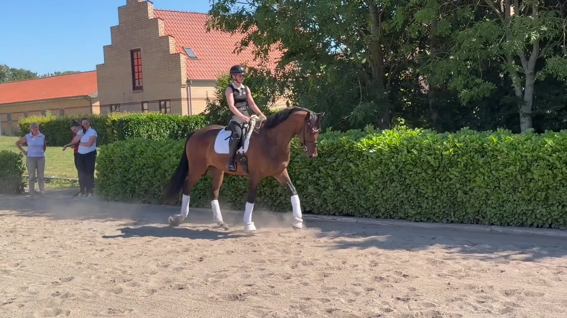 Dressyr hästar till salu: Top rideability and blodlines - Video 3