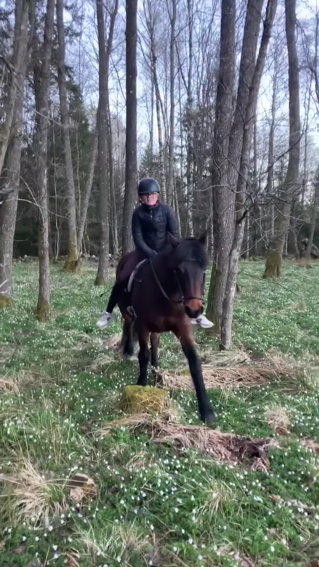 Allround hästar till salu: Trygg familjeponny! i Uddevalla - Video 2