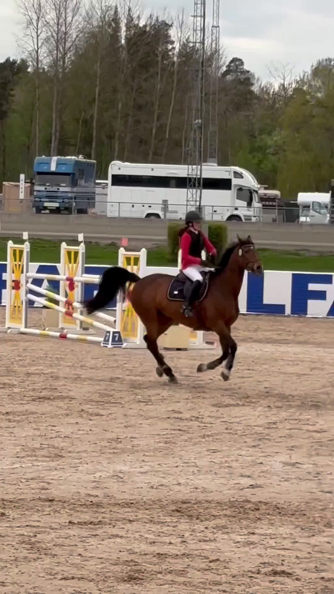 Allround hästar till salu: Läromästare hoppning och dressyr i Mölnbo - Video 1