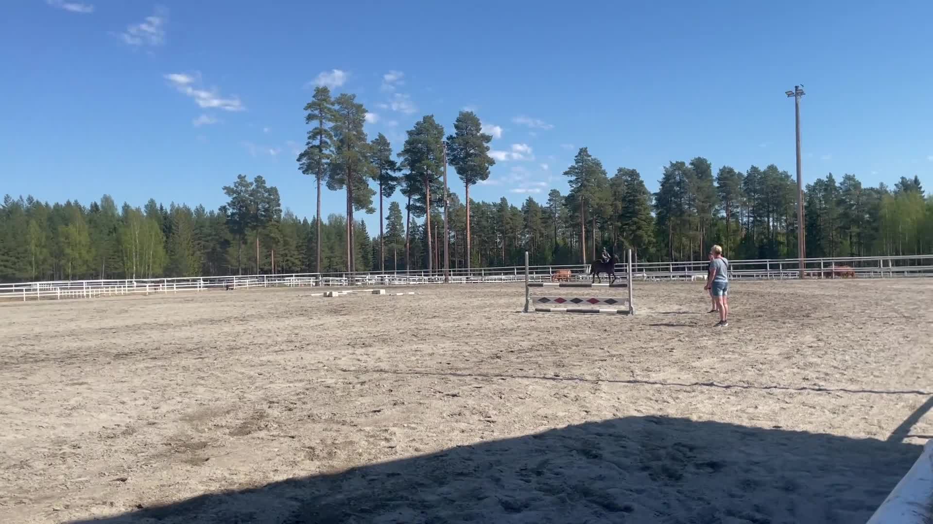Allround hästar till salu: En bästa vän  i Njurunda - Video 2
