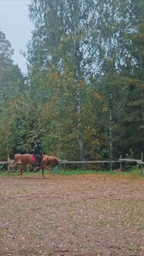 Allround hästar till salu: Intressekoll! Scilla söker sin nya lilla ryttare❤️ i Ljungsbro - Video 5