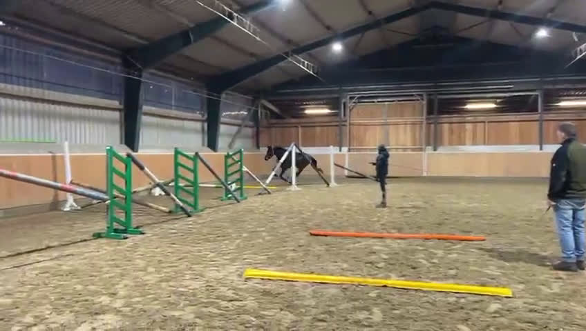 Hoppning hästar till salu: Trevlig 5åring  i Stockholm - Video 2