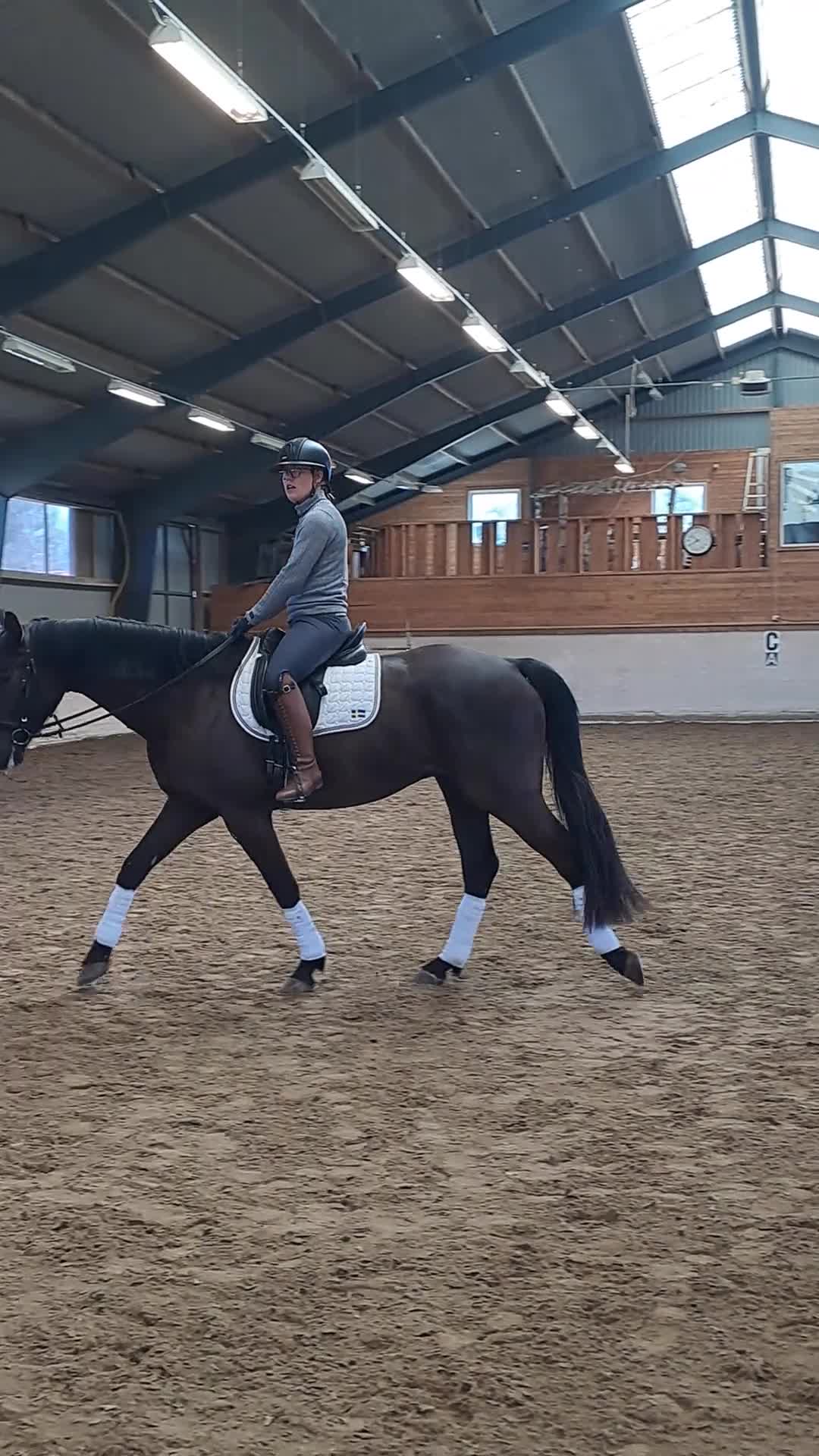 Dressyr hästar till salu: Dressyrtalang 5 årig valack e Americano GJ  - Video 3