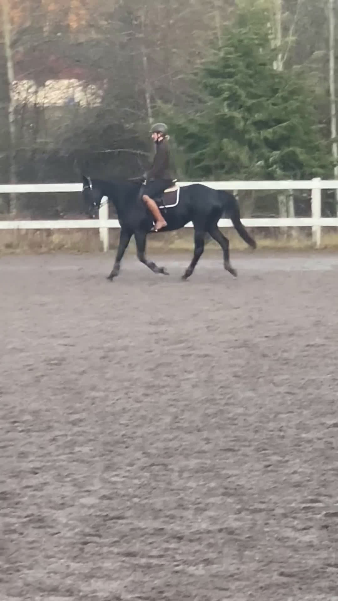 Allround hästar till salu: Trevligt sto- perfekt utvecklingshäst  i Hallstahammar - Video 1