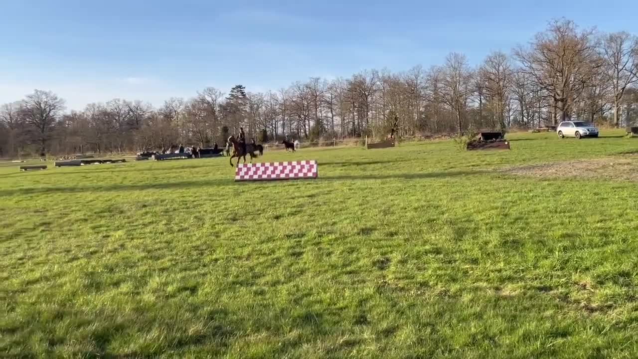 Hoppning hästar till salu: Sto som letar hinder! - Video 3