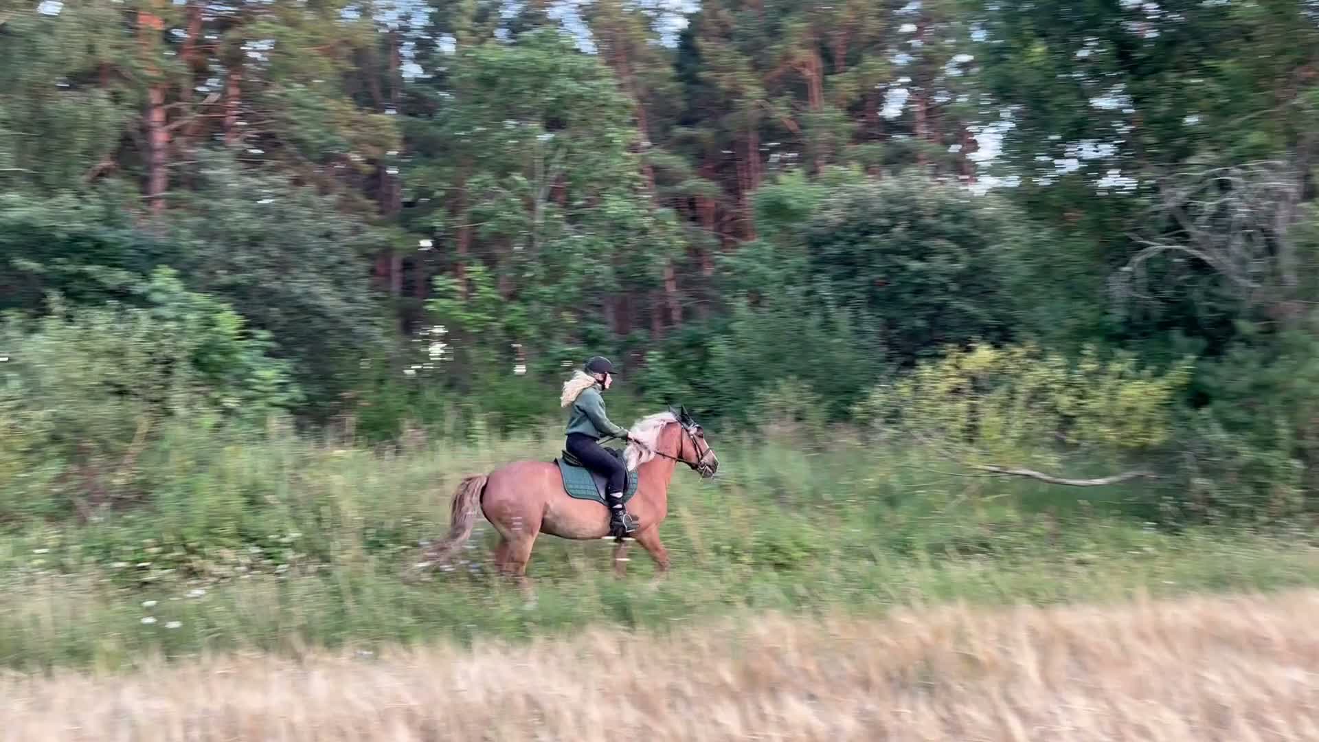  medryttarhäst finnes: Kunnig medryttare sökes i Klintehamn - Video 1