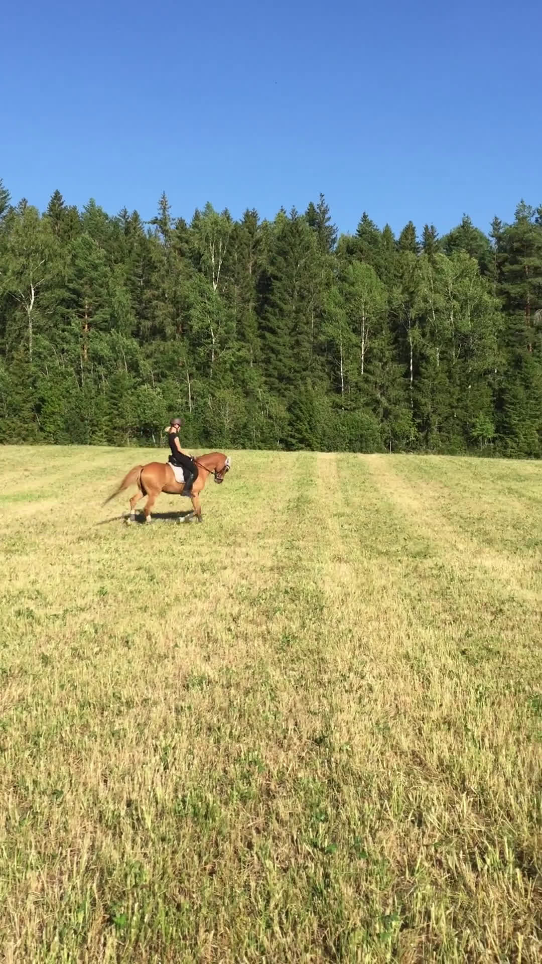 Dressyr hästar till salu: Sveriges absolut vackraste ponnyprins! i Grums - Video 2