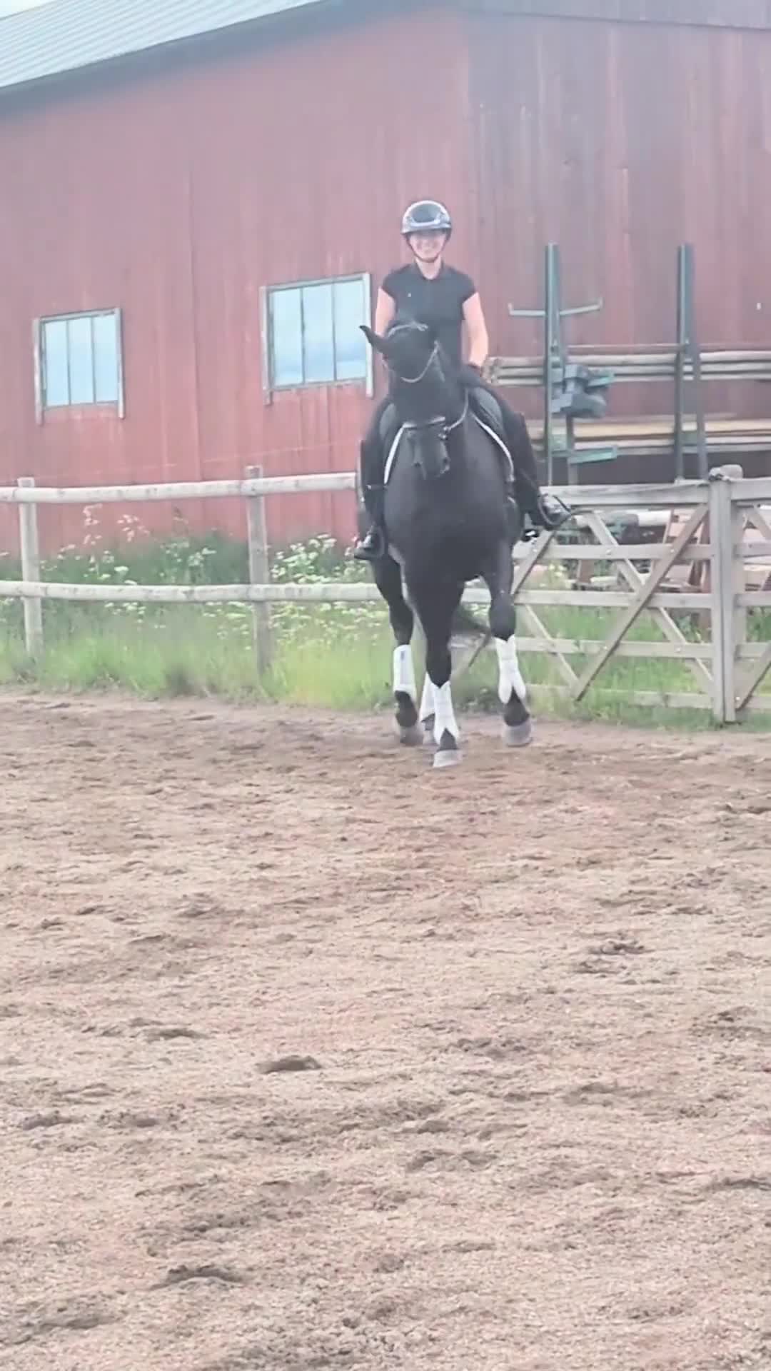 Dressyr hästar till salu: Svårklasshäst  - Video 3