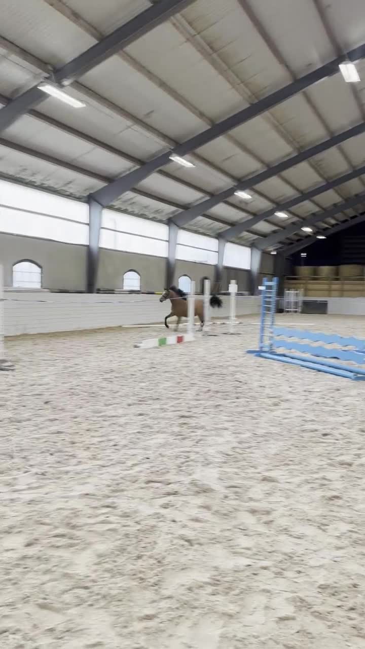 Hoppning hästar till salu: * INTRESSEKOLL * - Video 2