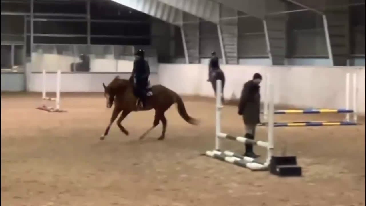 Allround hästar till salu: valack f 2020 - ämne för fälttävlan? - Video 5