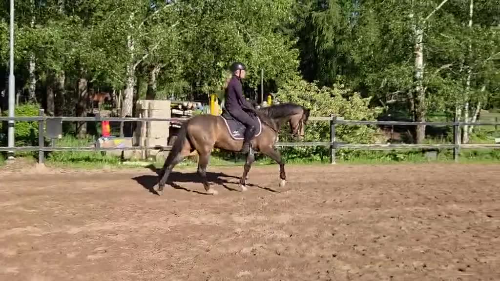 Dressyr hästar till salu: Ämne för framtiden i Borensberg - Video 2