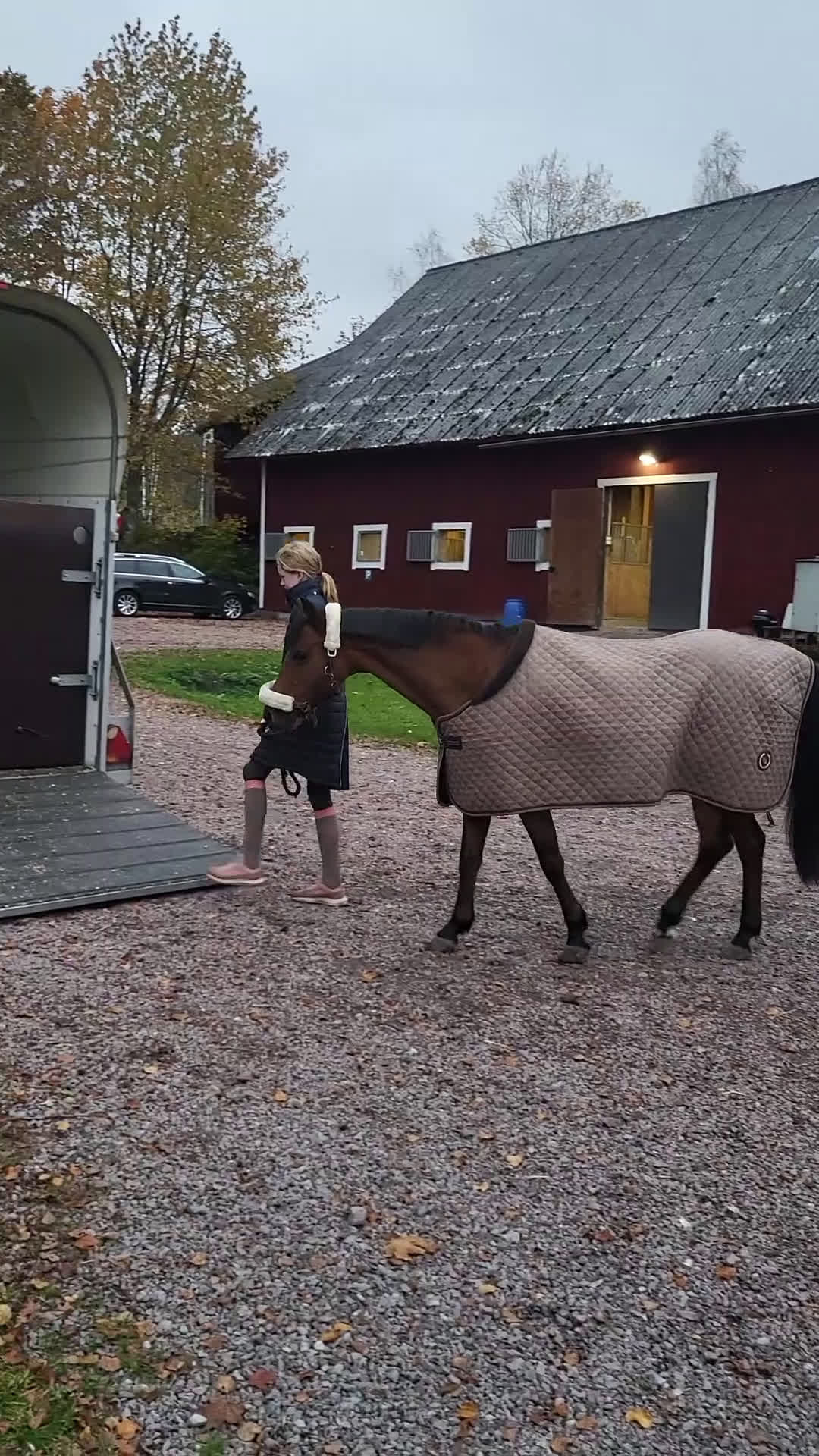 Allround hästar till salu: Fantastisk läromästare - Video 2