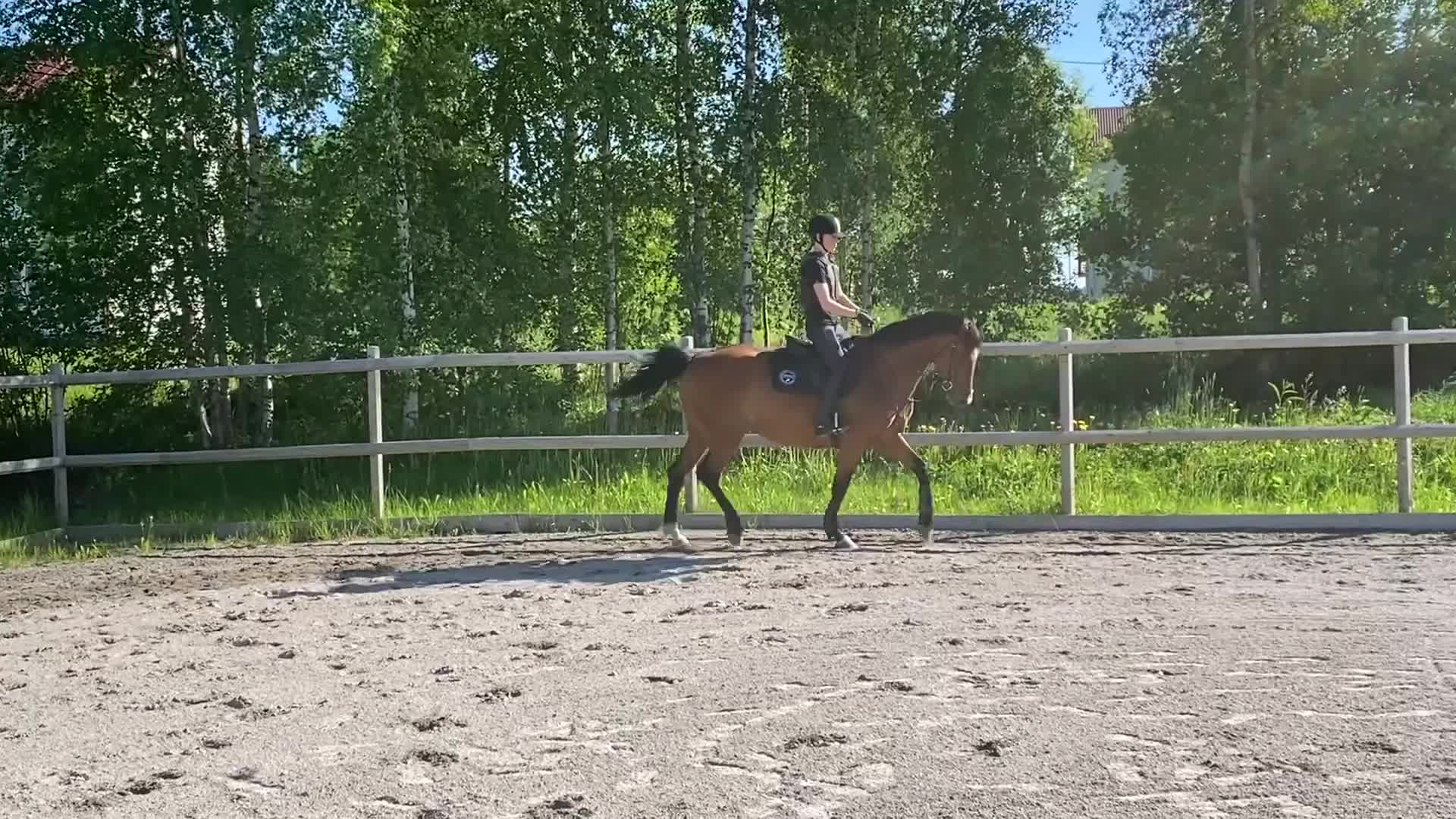 Allround hästar till salu: Trevlig ridhäst - Video 1