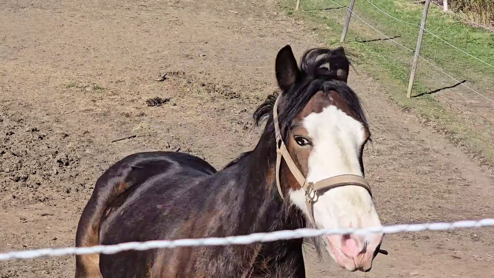 Akademiskt hästar till salu: Snygg kallblodstravare projekt eller sällskap  i Vännäs - Video 2