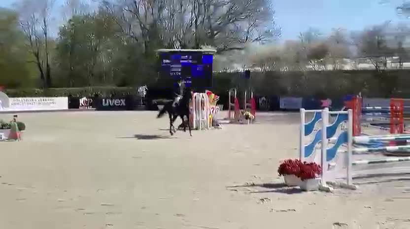 Hoppning hästar till salu: Hopphäst till salu i Hallstahammar - Video 1