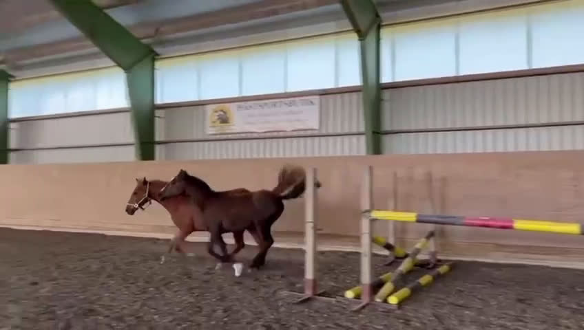 Hoppning hästar till salu: Toppstammade ungponnyston!! -23, -24 i Hedekas - Video 2