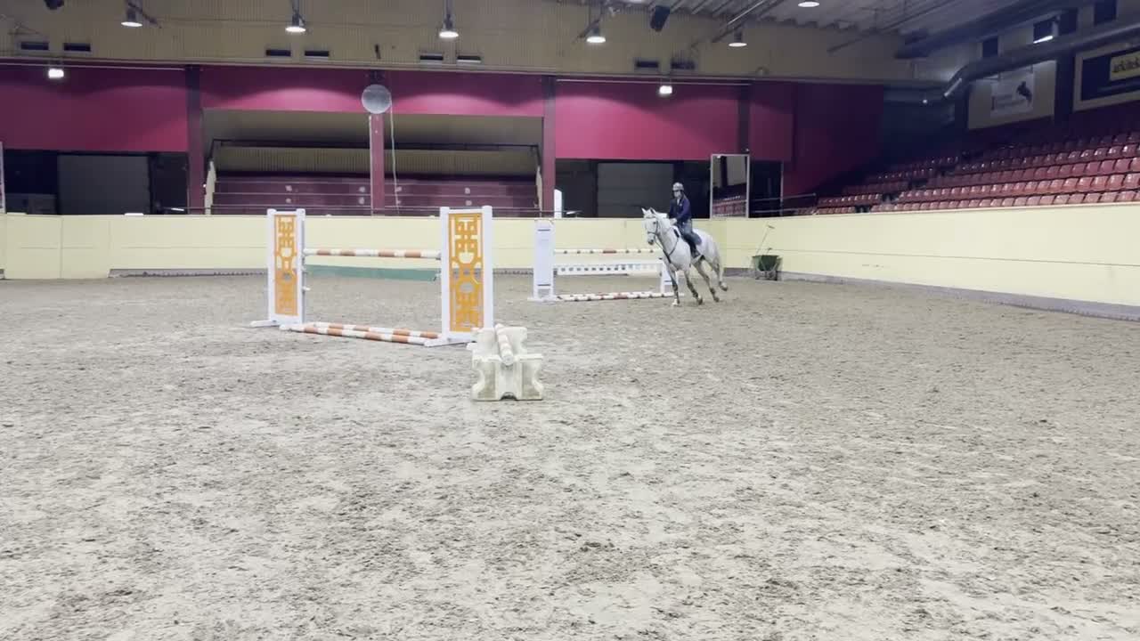 Hoppning hästar till salu: Kanske den bästa hästen till en junior. - Video 2