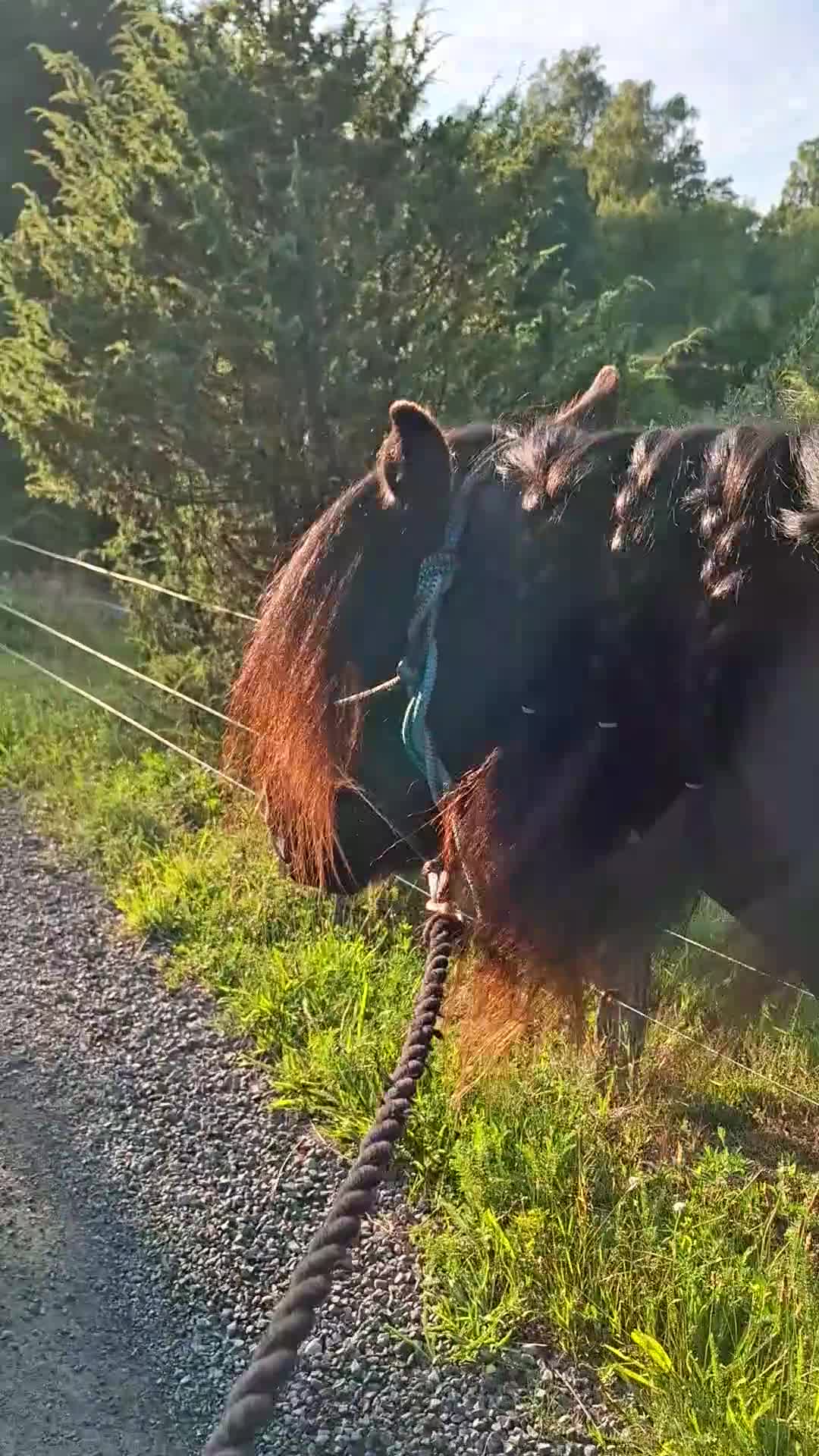 Allround hästar till salu: Magiska Ulla - Video 2