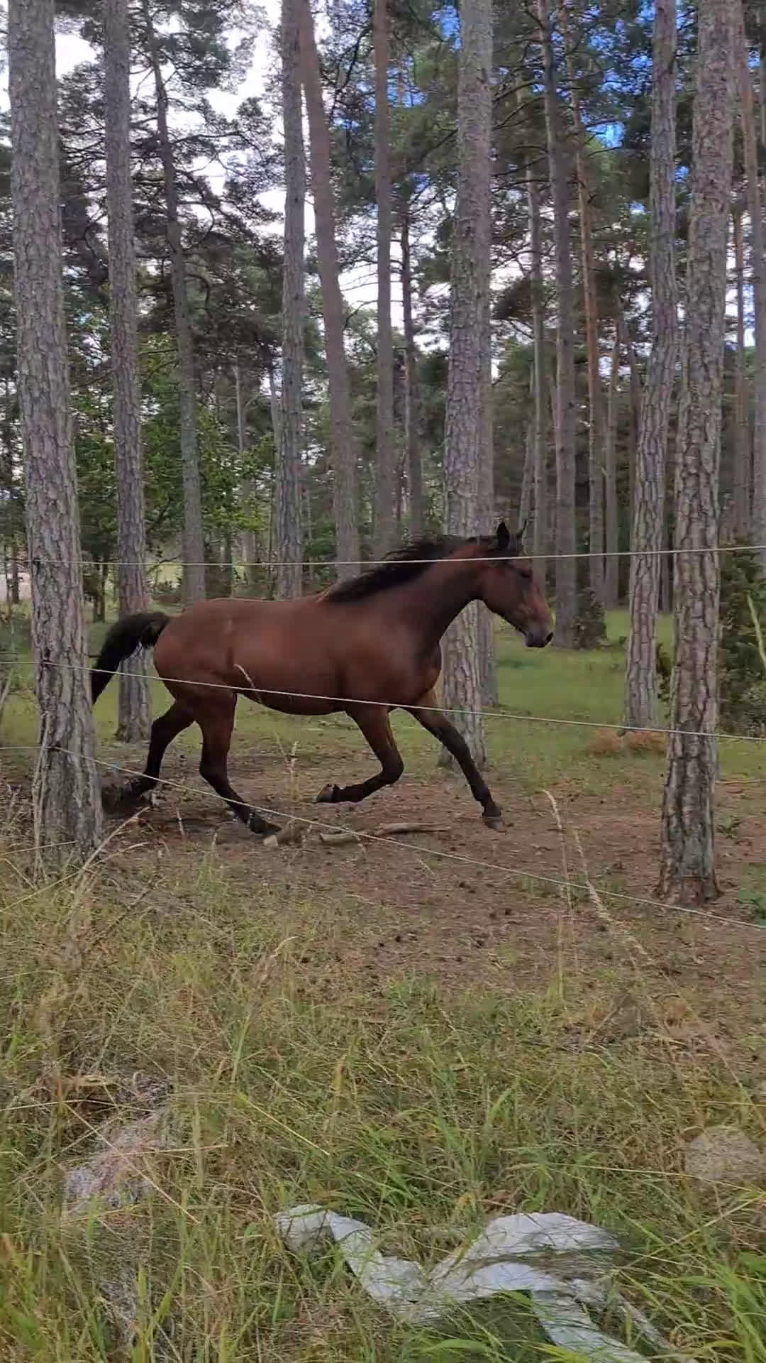 Working Equitation hästar till salu: PRE korsning Framtida bästa vännen. i Havdhem - Video 4