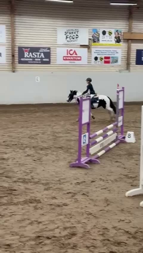 Hoppning hästar till salu: Super första tävlingsponny - Video 2