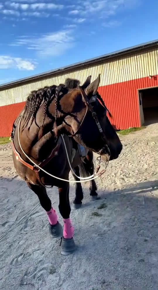 Sadlar hästutrustning till salu: Western sadel  i Alingsås - Video 1