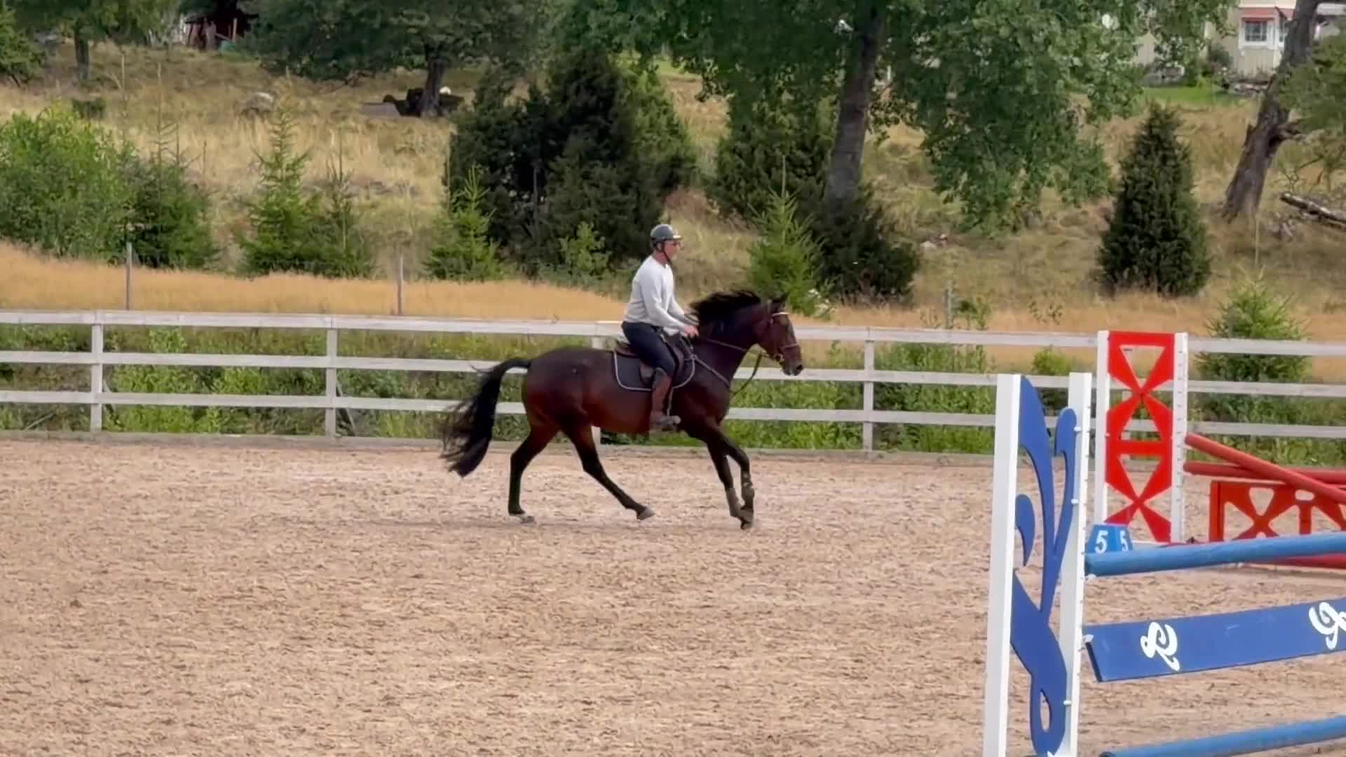 Hoppning hästar till salu: Modern sporthäst för framtiden! - Video 1