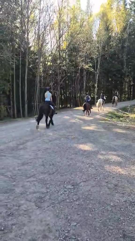 Allround hästar till salu: Läromästare och gentleman - Video 1