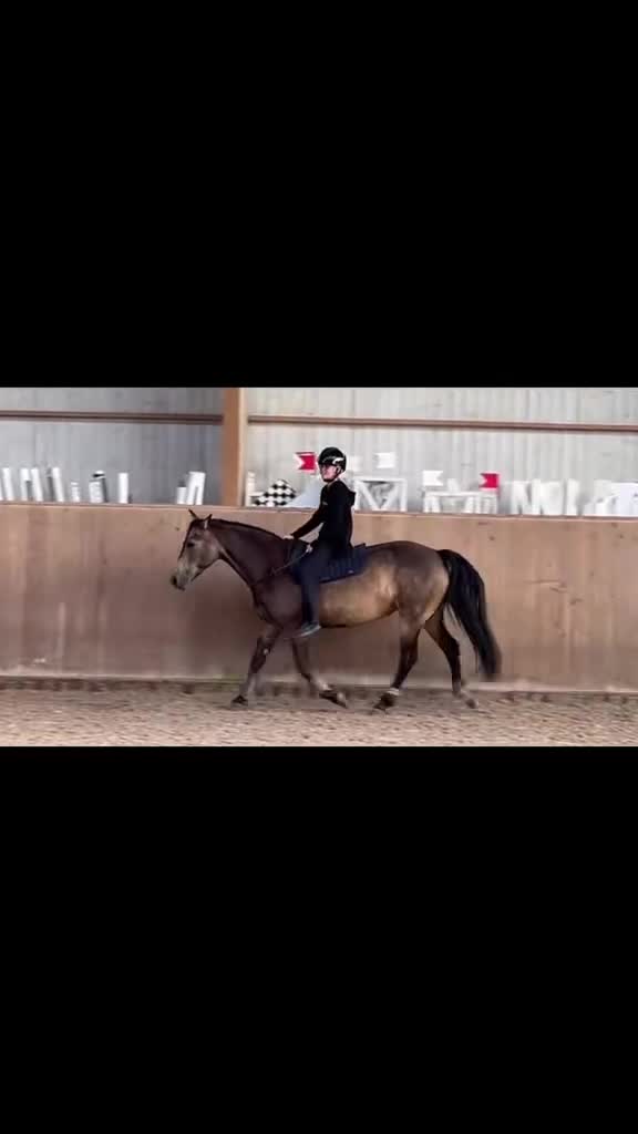 Allround hästar till salu: Fantastisk läromästare  - Video 3