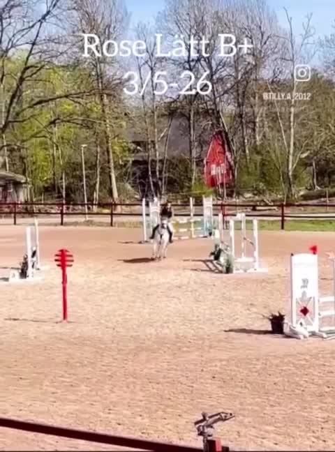 Hoppning hästar till salu: ✨ Multitalang utöver det vanliga ✨ - Video 3