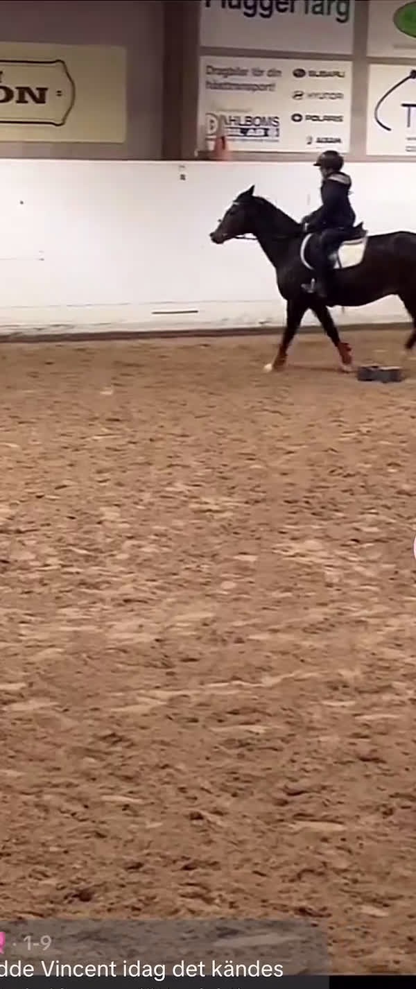  medryttarhäst sökes: Medryttarhäst Gävle - Video 1