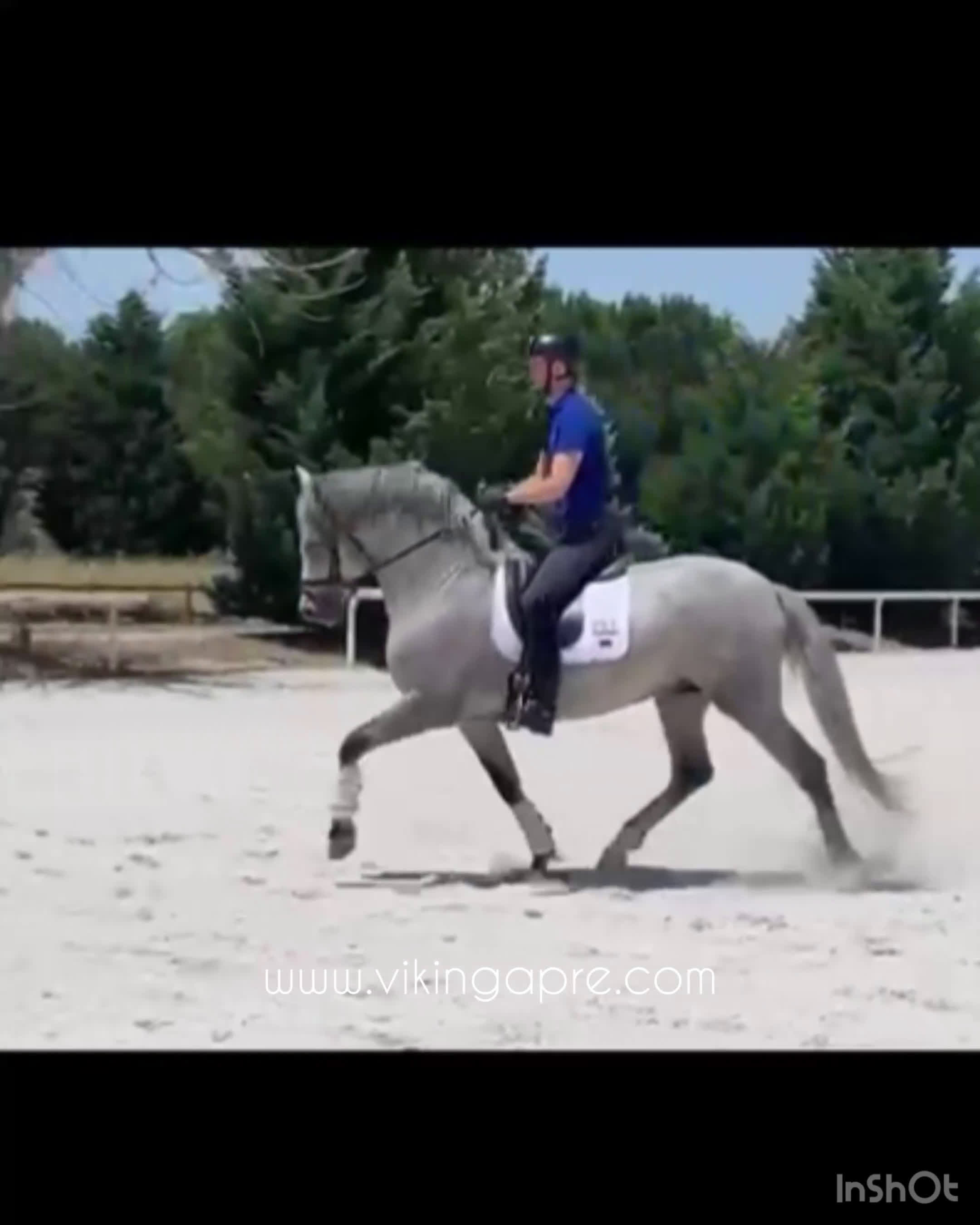 Allround hästar till salu: Elit stammad barock PRE hingst - Video 2