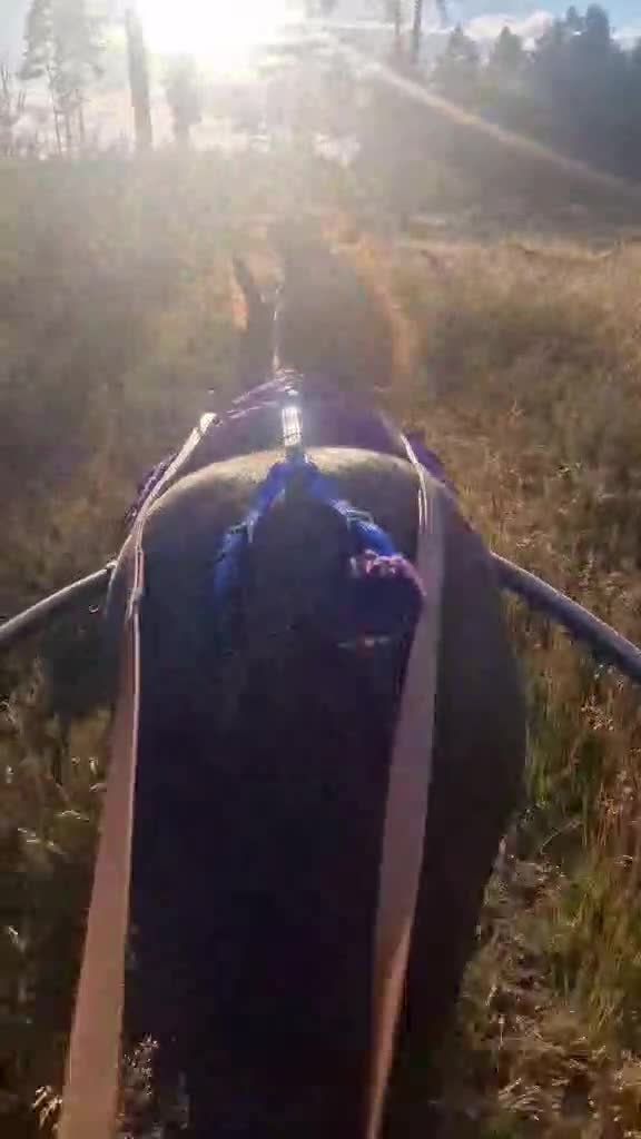 Trav hästar till salu: Treårigt russ sto - Video 2