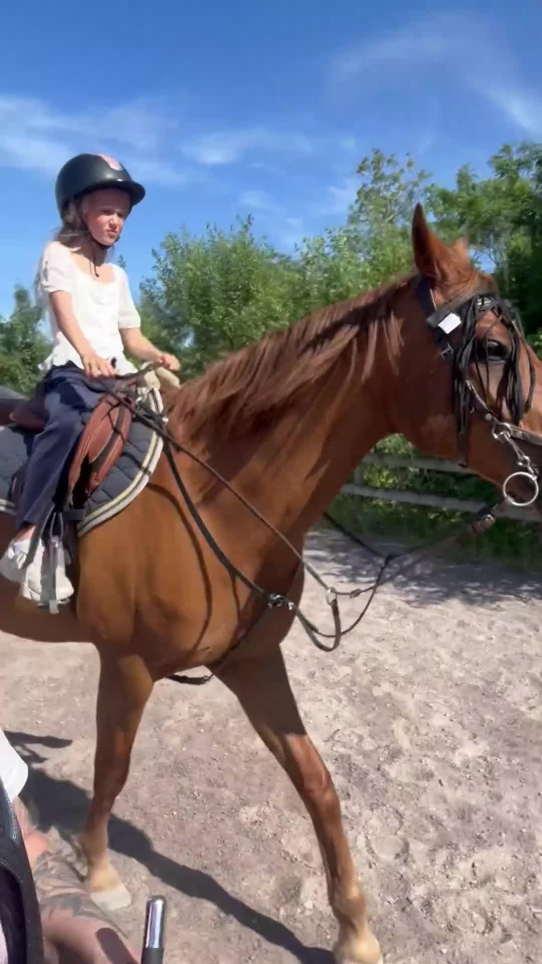 Allround hästar till salu: Halvblod/Arab säljes alt bytes.  i Köpingsvik - Video 1