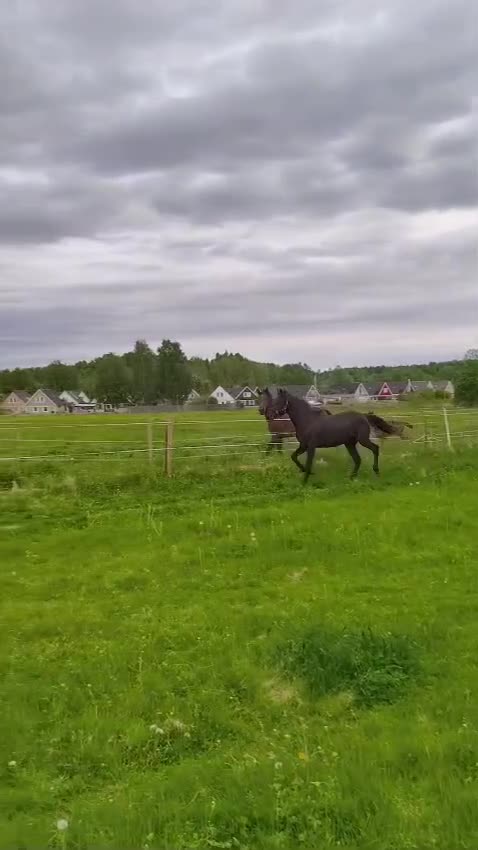 Trav hästar till salu: Ettårig hingst efter Flocki d’Aurcy - Video 1