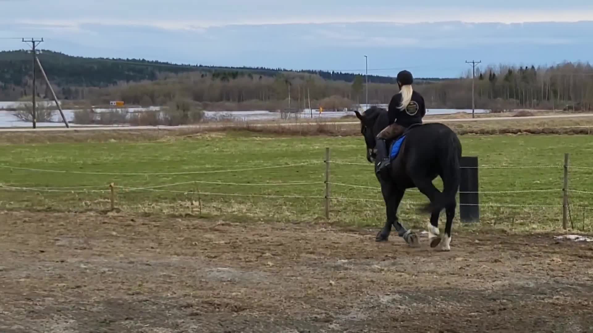 Allround hästar till salu: Polskt halvblod - Video 5