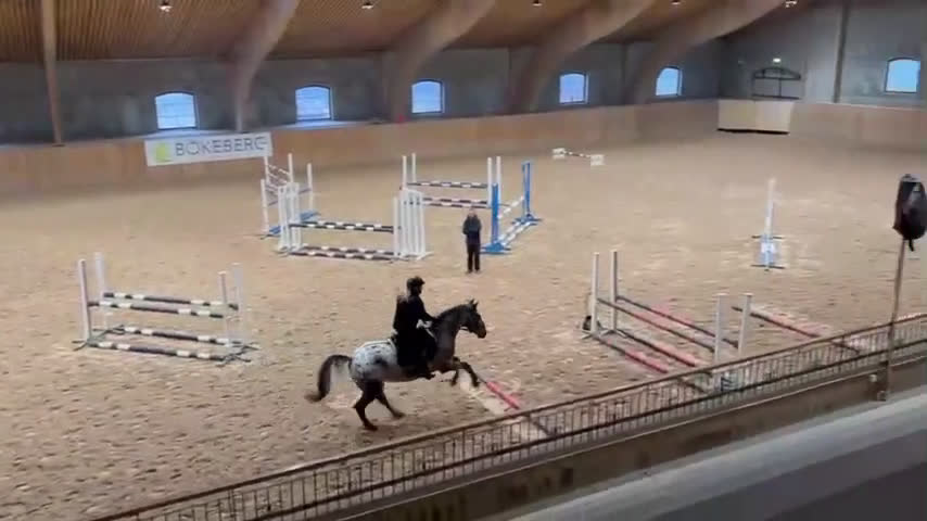 Allround hästar till salu: En fantastisk läromästare söker nytt hem - Video 2