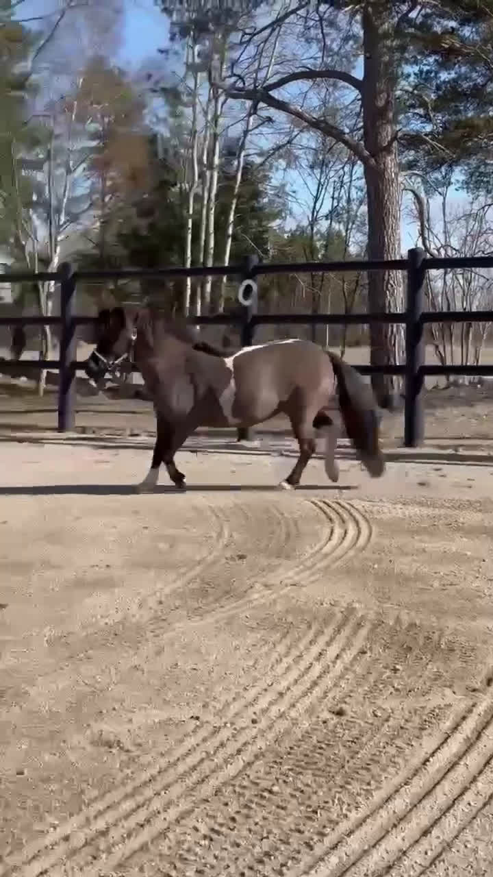 Övrigt hästar till salu: AMHA sto  i Strängnäs - Video 4