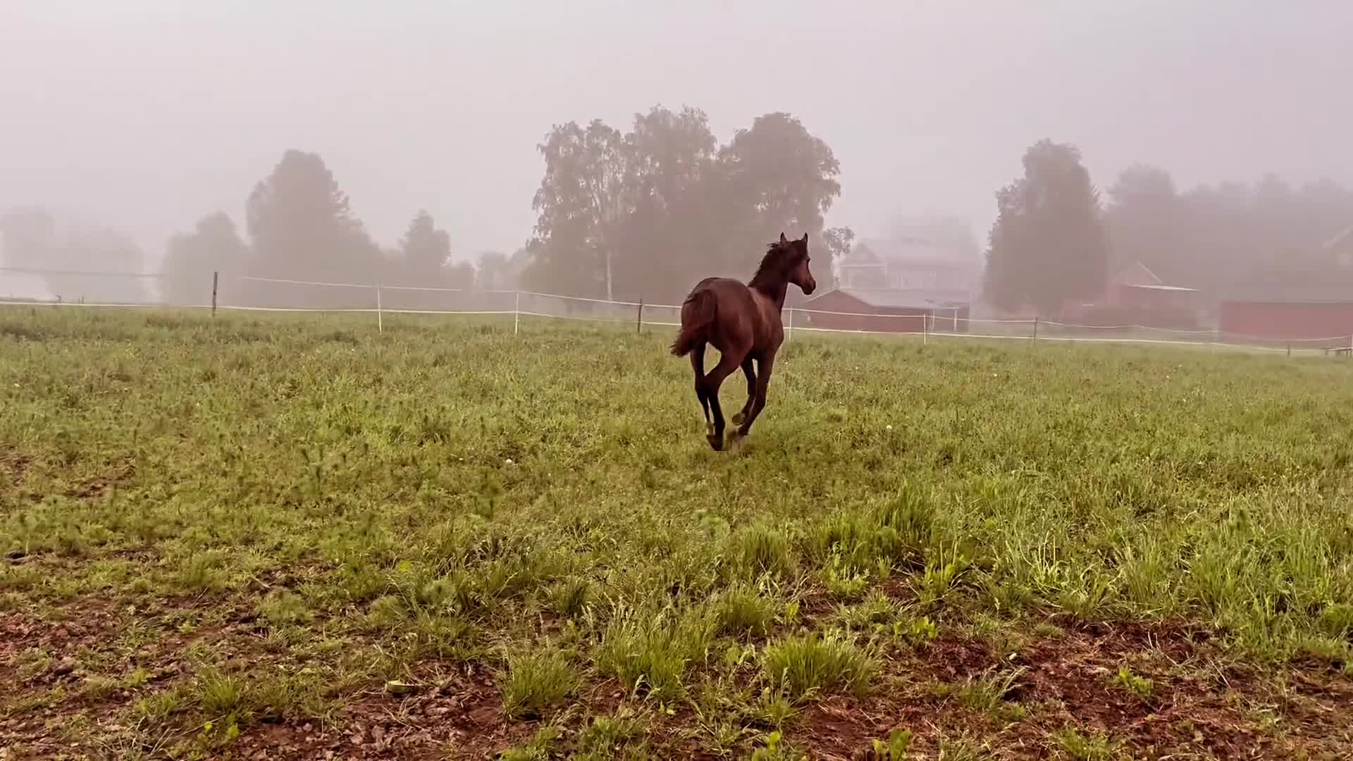 Hoppning hästar till salu: Välstammat 1 årigt sto  - Video 1