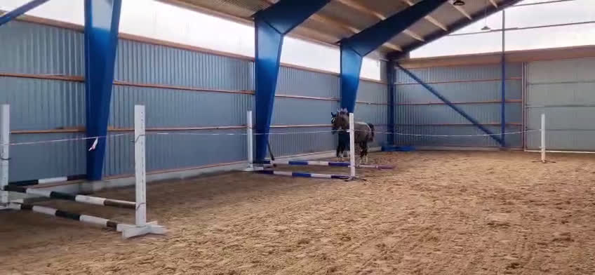 Hoppning hästar till salu: 2 årig valack i Enköping - Video 3