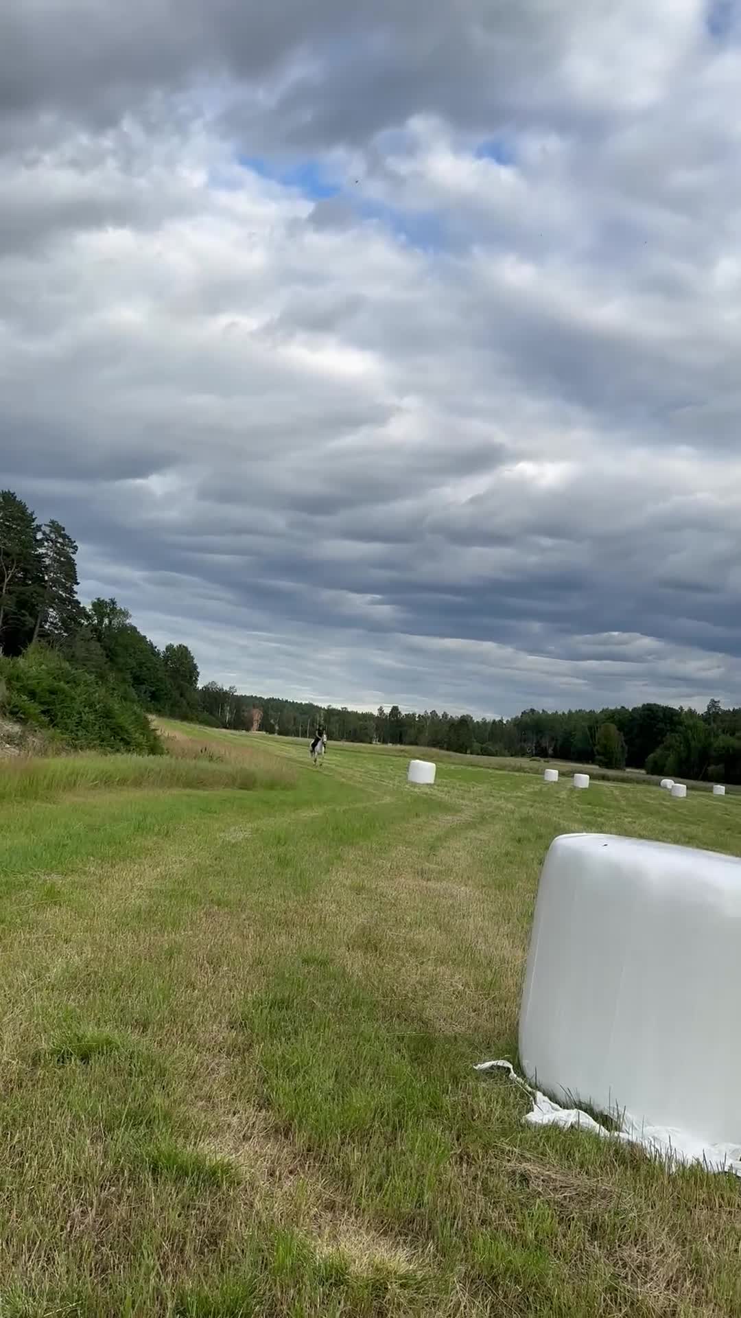 Allround hästar till salu: Trevlig D-ponny - Video 3