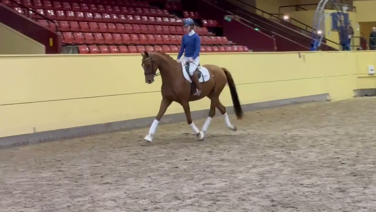 Dressyr hästar till salu: Häst med unikt temperament  i Flyinge - Video 2