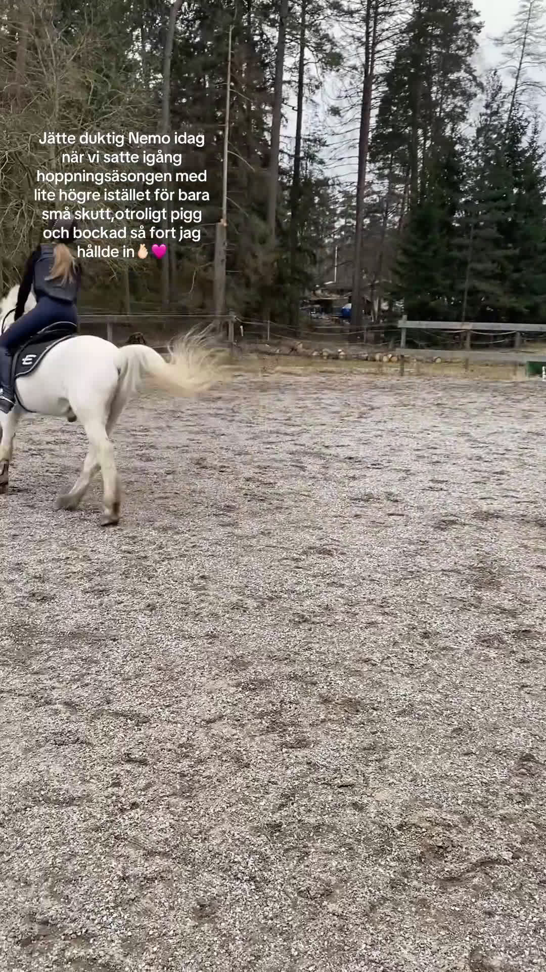 Allround hästar sökes: Söker en bästa vän,foder,eller köp💕 i Västerhaninge - Video 2