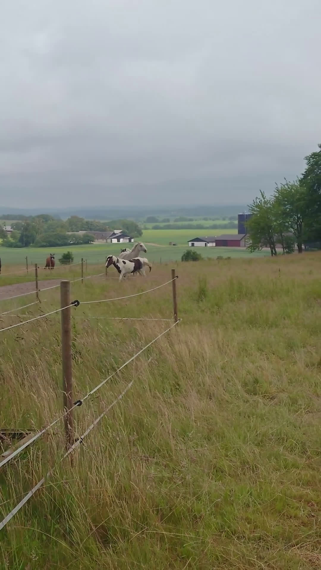Allround hästar till salu: Mysigt ungsto - Video 2