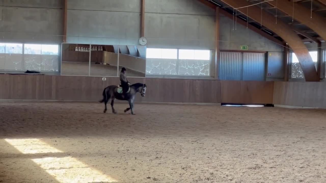 Allround hästar till salu: Totte  - Video 1