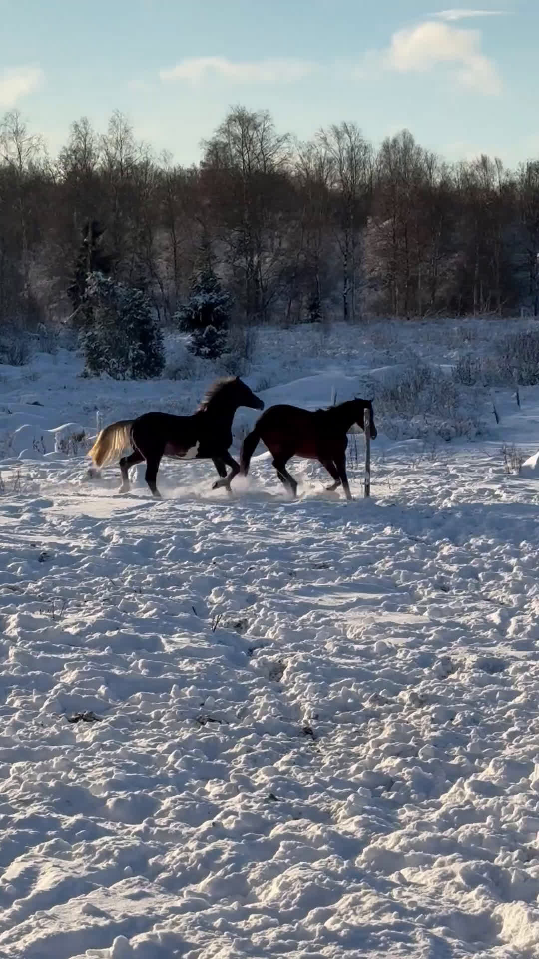Hoppning hästar till salu: Valack till salu!  i Kyrkhult - Video 2