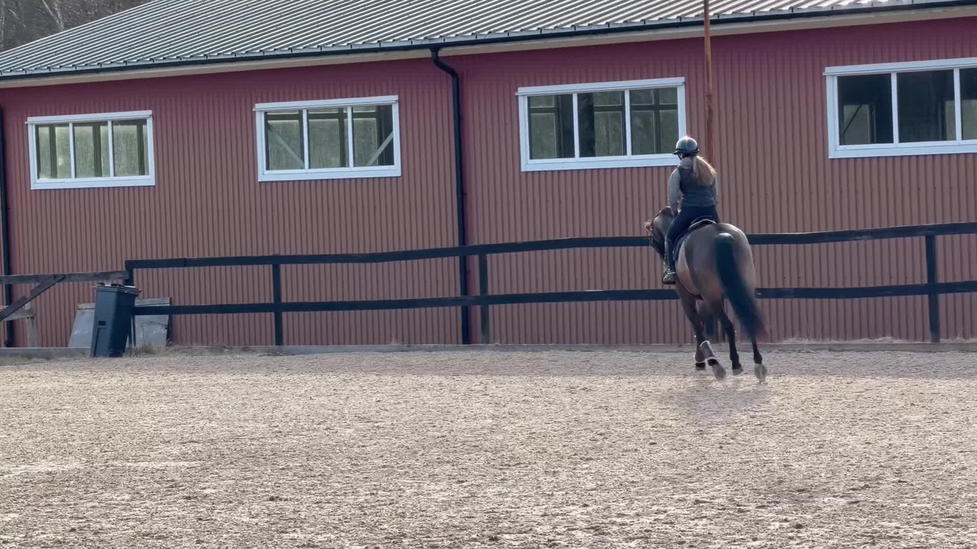  foderhäst finnes: Fodervärd sökes - Video 1