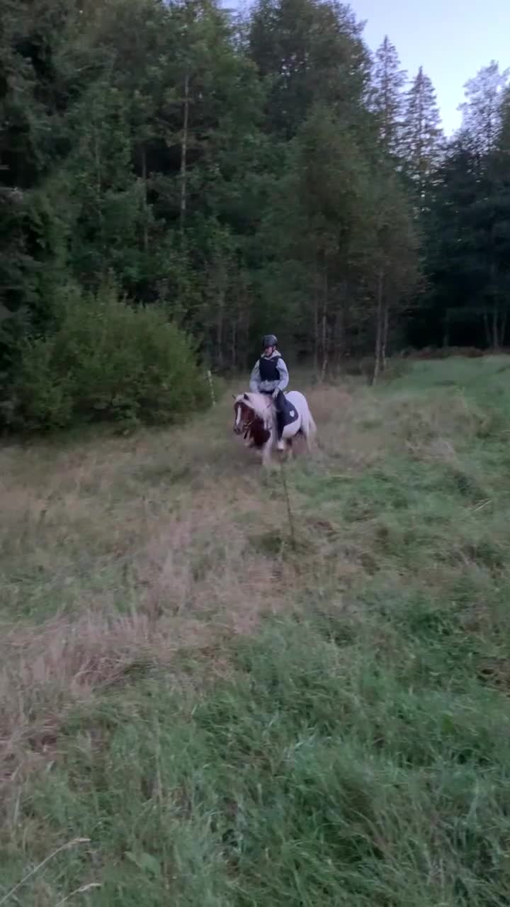 Allround hästar till salu: Charmig Shettis - Video 2