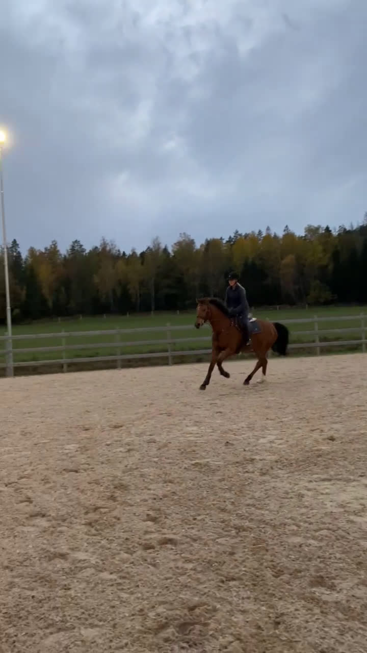 Hoppning hästar till salu: Härlig valack med potential i Enhörna - Video 2