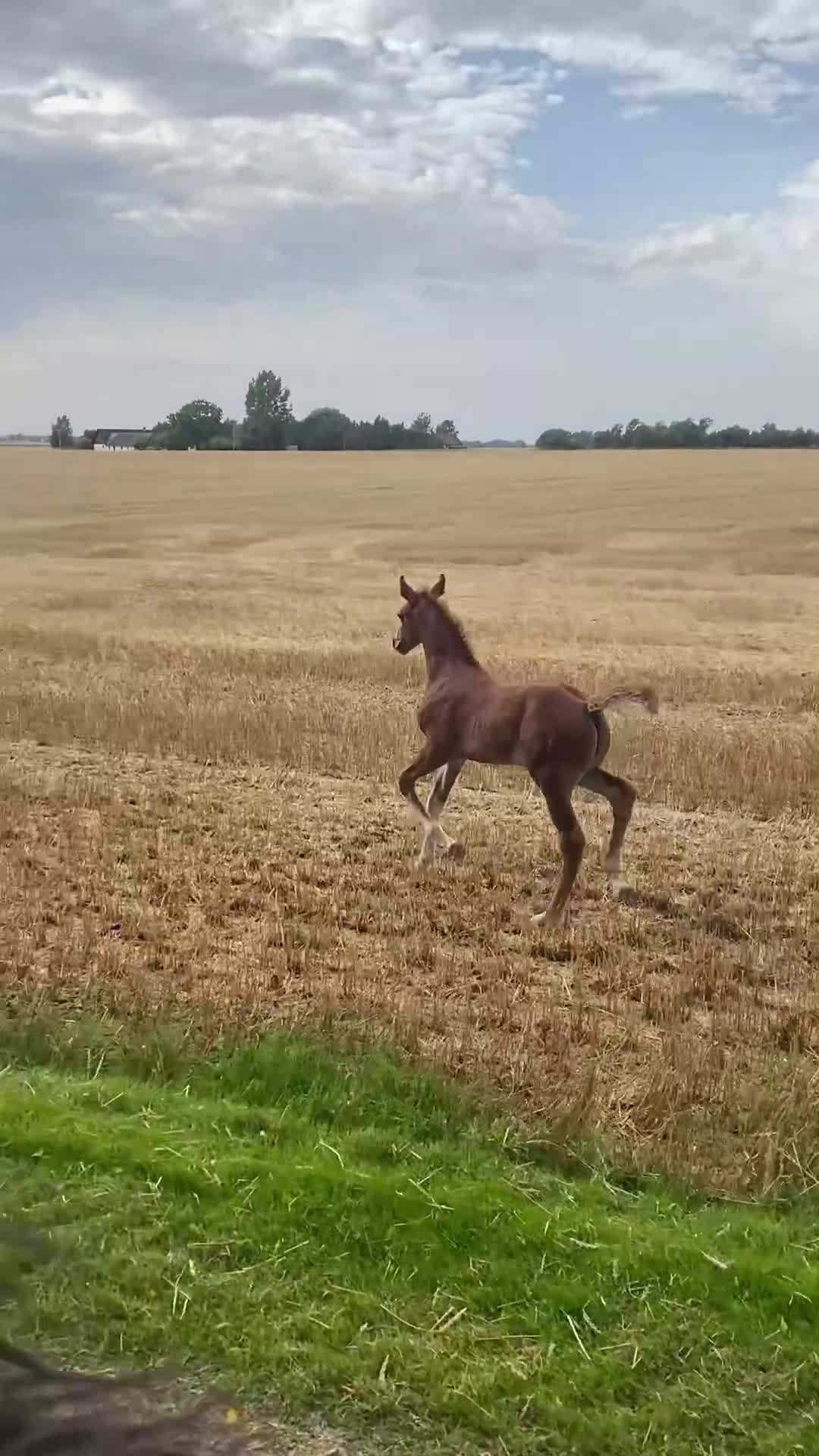 Hoppning hästar till salu: Tenjaku, framtidens segrare på hoppbanan,  i Mörarp - Video 2